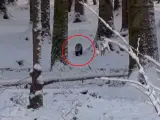 La panda roja Yen pasea tranquilamente por un bosque nevado.
